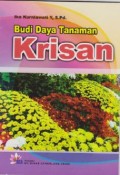 Budidaya Tanaman Krisan