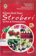 Suskses Budidaya Stroberi di Pot & Perkebunan