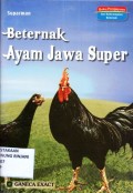 Beternak Ayam Jawa Super
